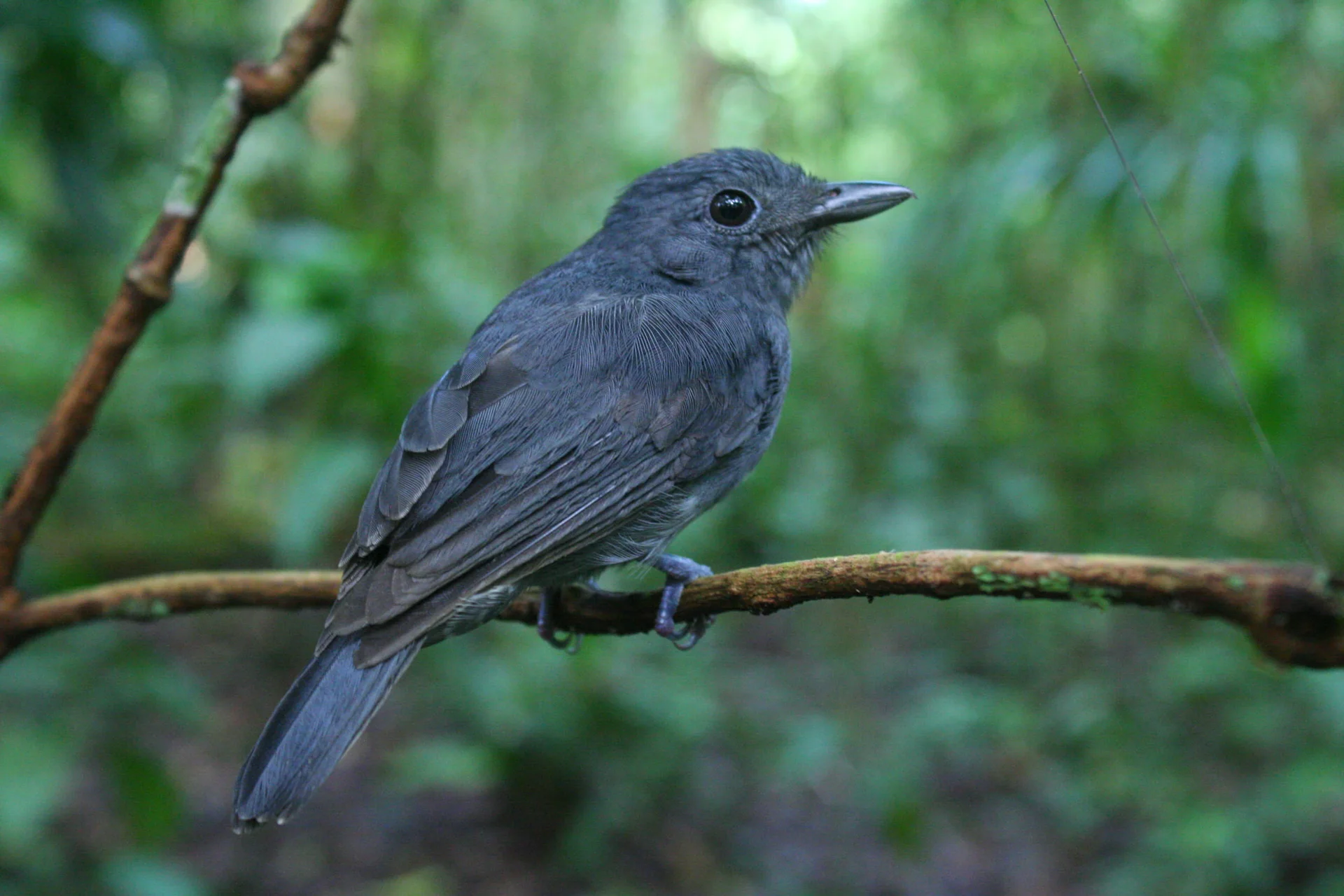 A close view of a bird with open wings
